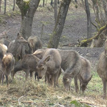 Neobična farma kod Ključa: Alpski jeleni u grmečkim šumama