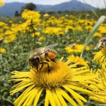Obavijest za pčelare