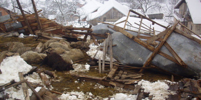 Uginulo četrdesetak ovaca u obrušavanju štale usljed težine snijega na Crljenima